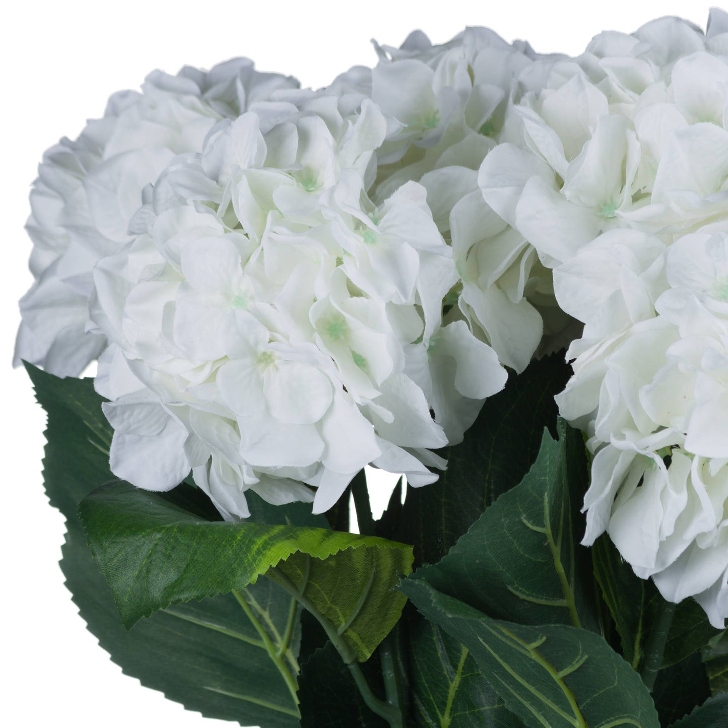 White Small Head Hydrangea