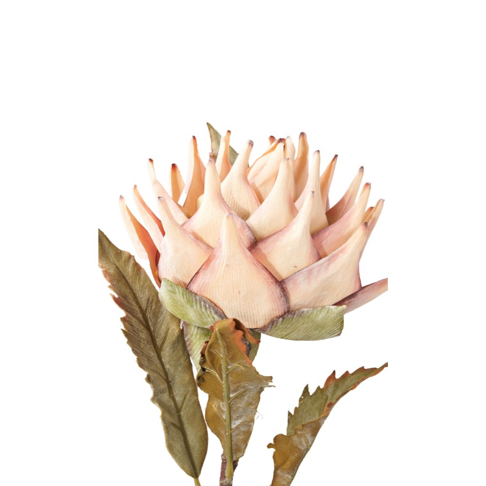 Apricot Lotus Pack of 6