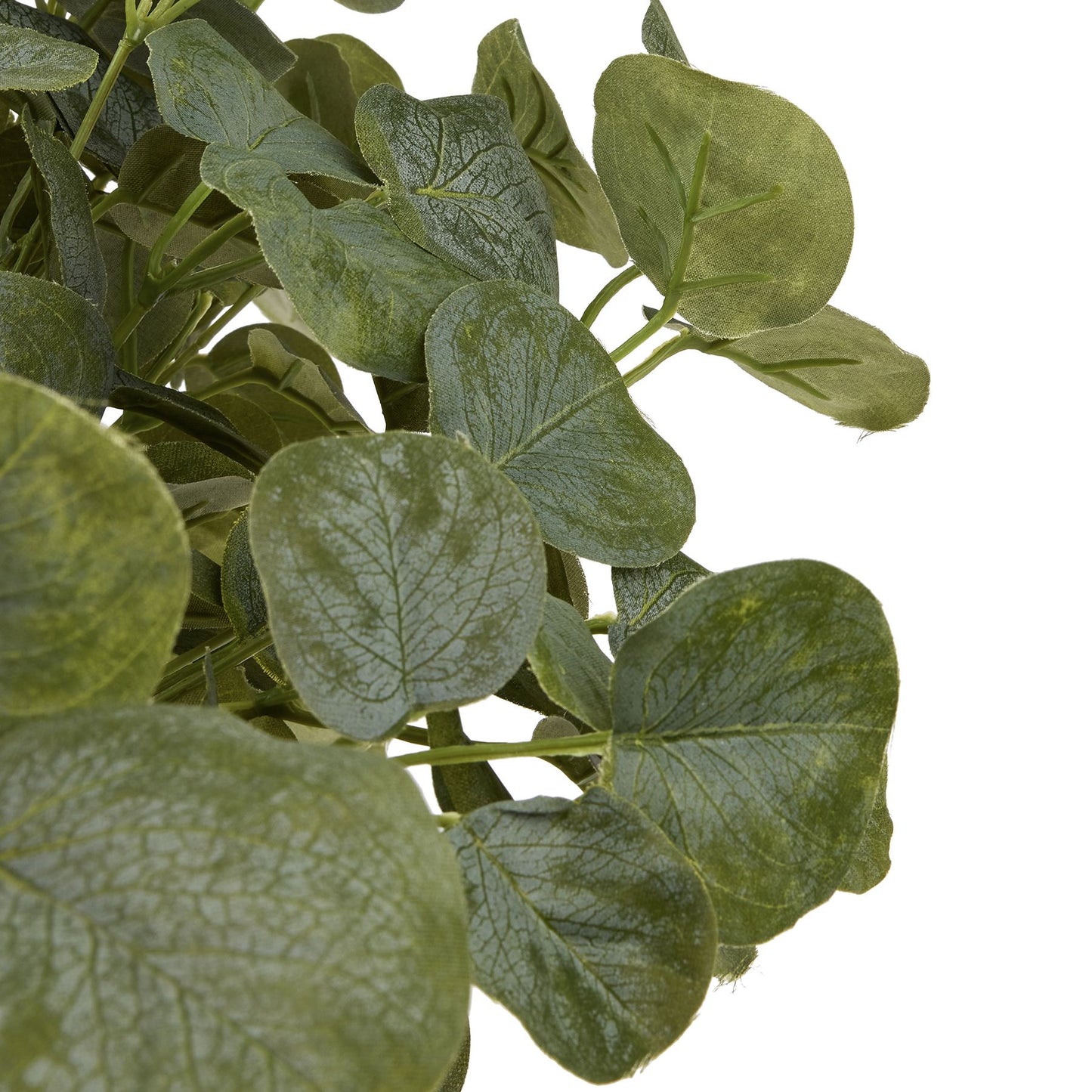 Short Eucalyptus Bunch