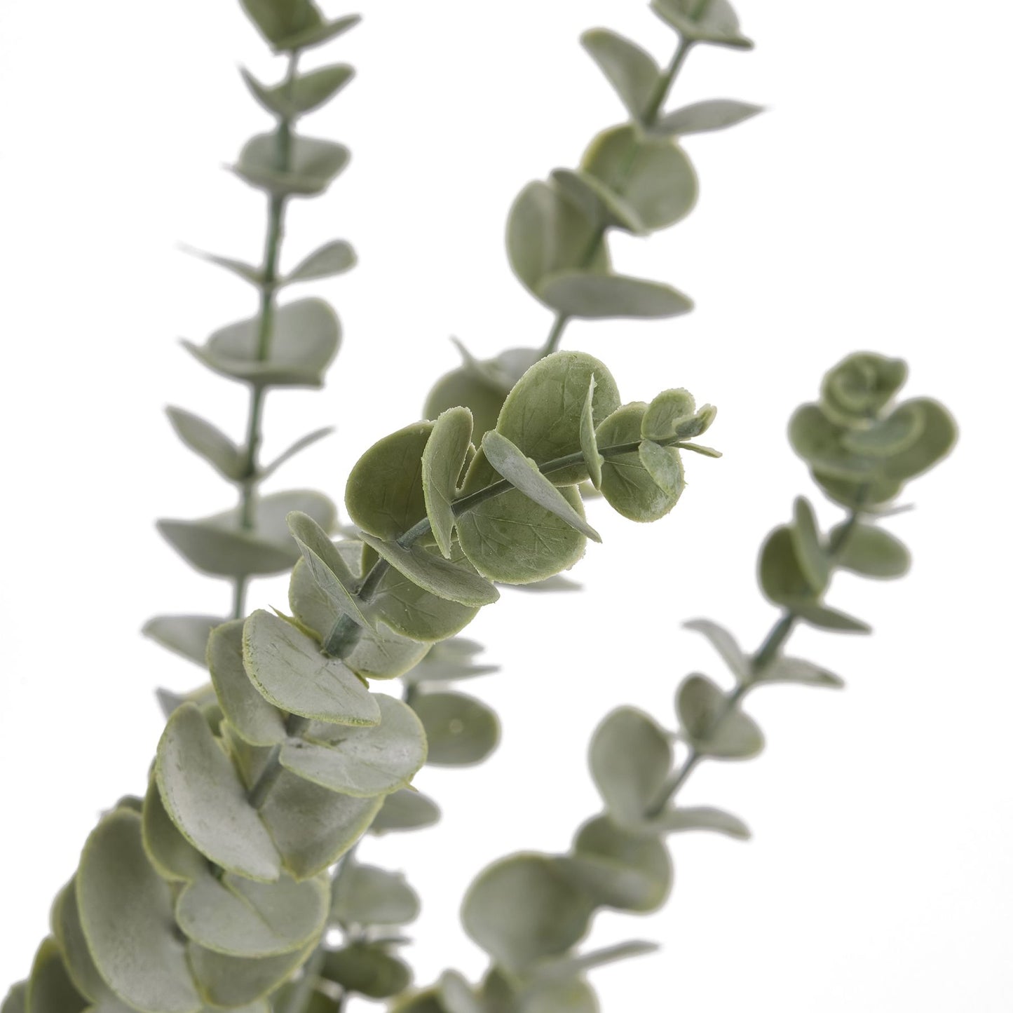 Gunnii Blue Eucalyptus Spray