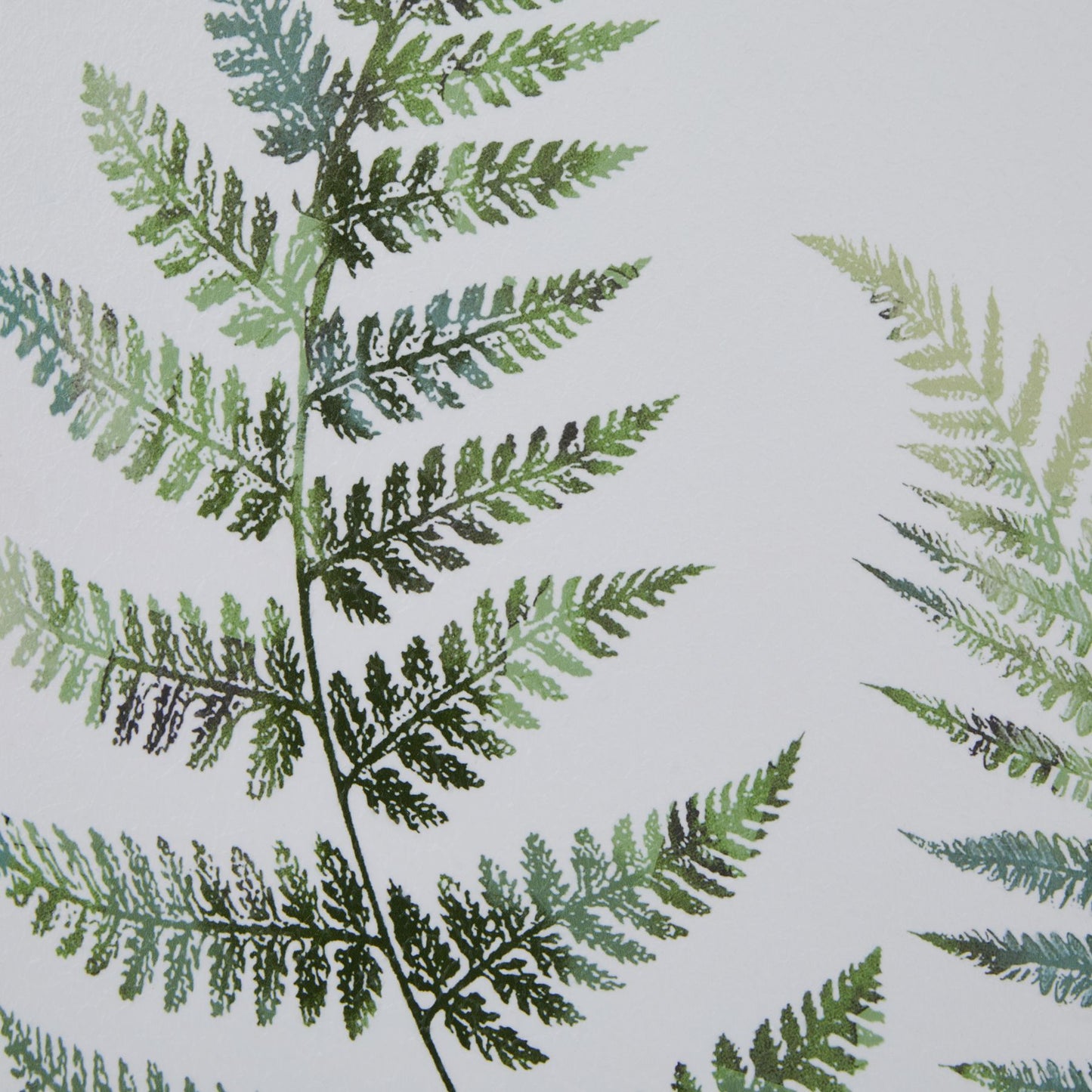Watercolour Fern Duo In Washed Wood Frame Wall Art