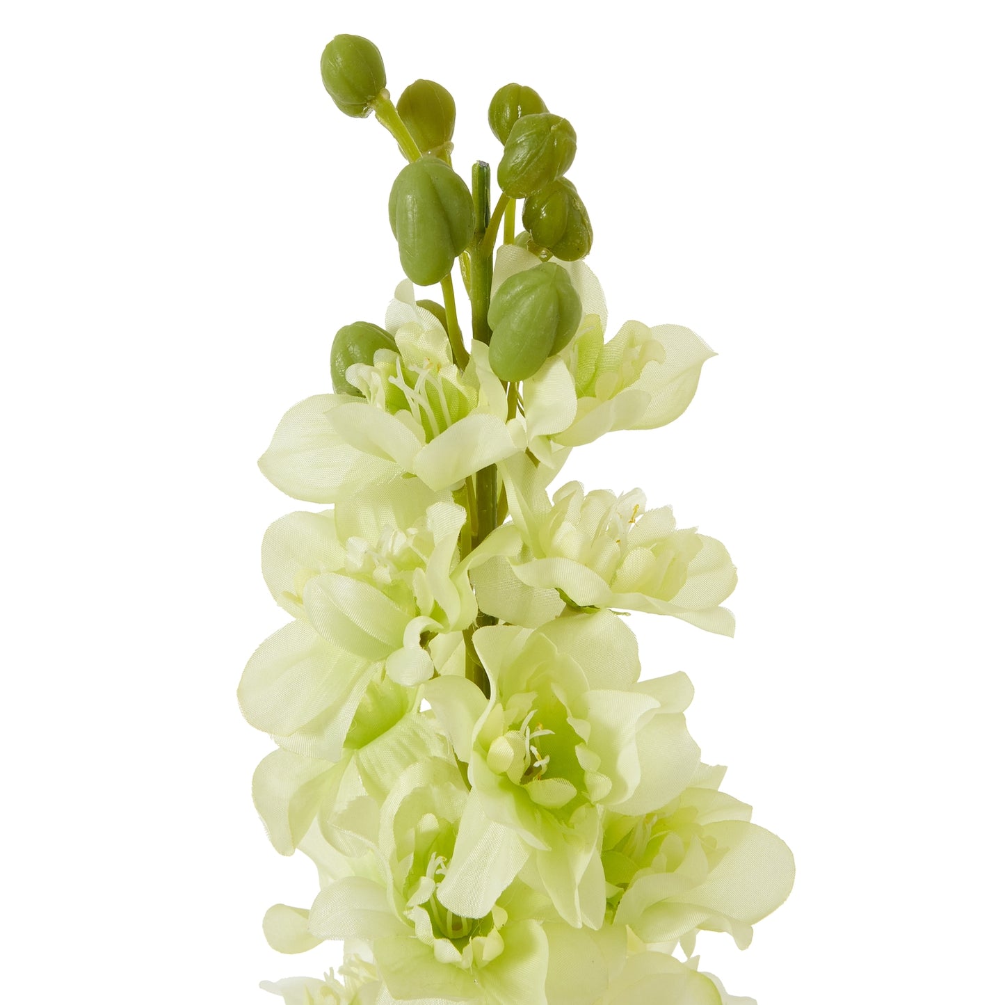 The Natural Garden White Elatum Delphinium