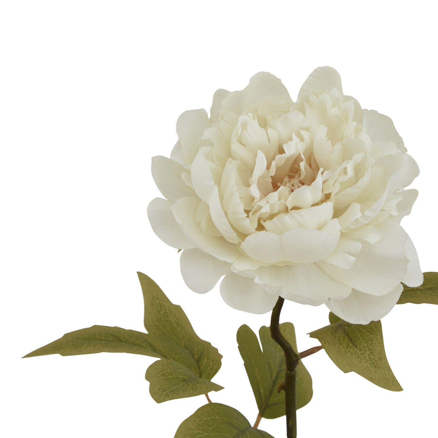 The Natural Garden White Peony