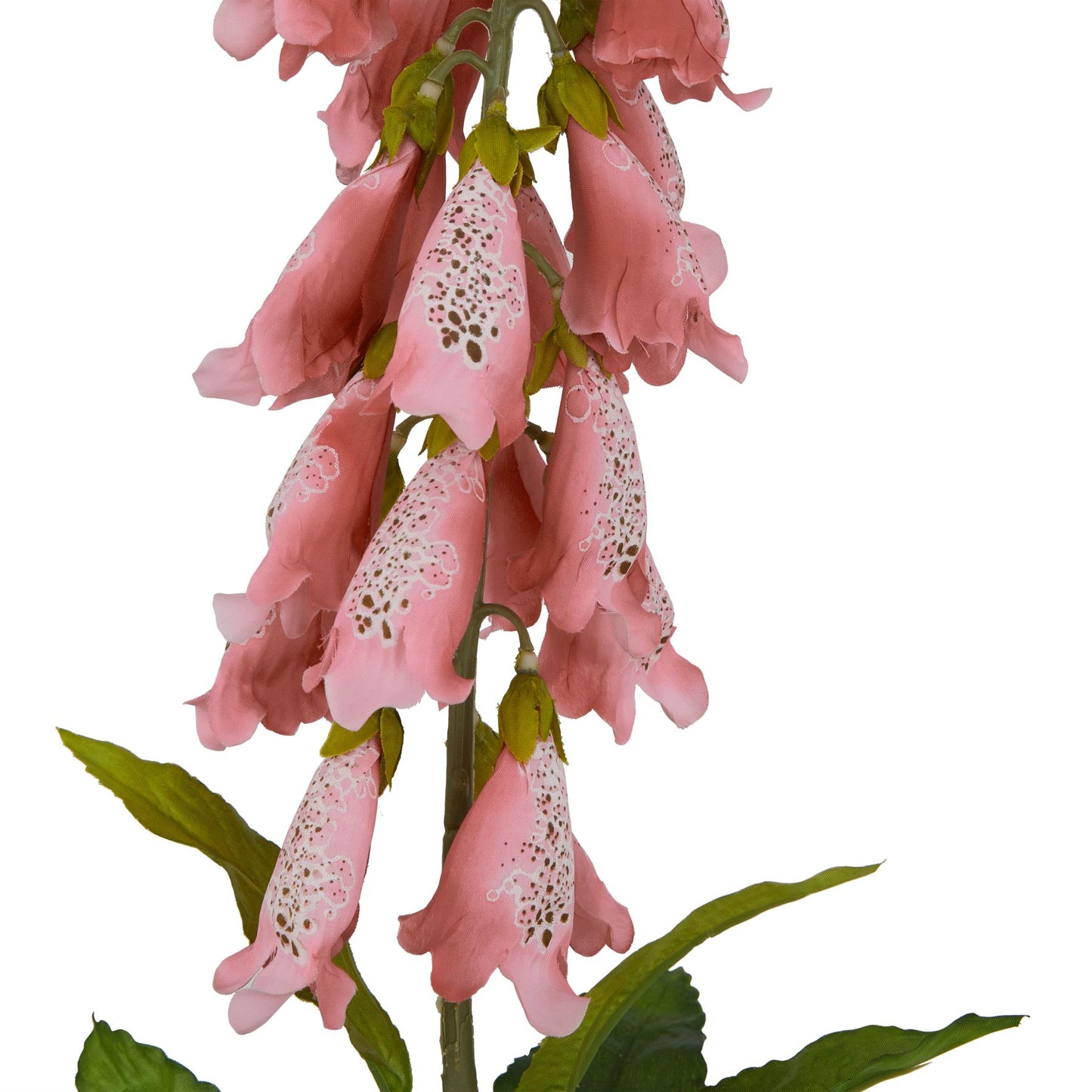 The Natural Garden Pale Pink Foxglove