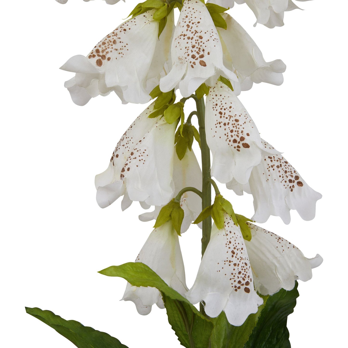 The Natural Garden White Foxglove
