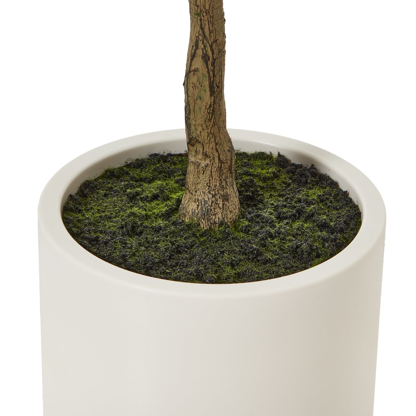 Apulia 150cm Olive Tree In White Pot