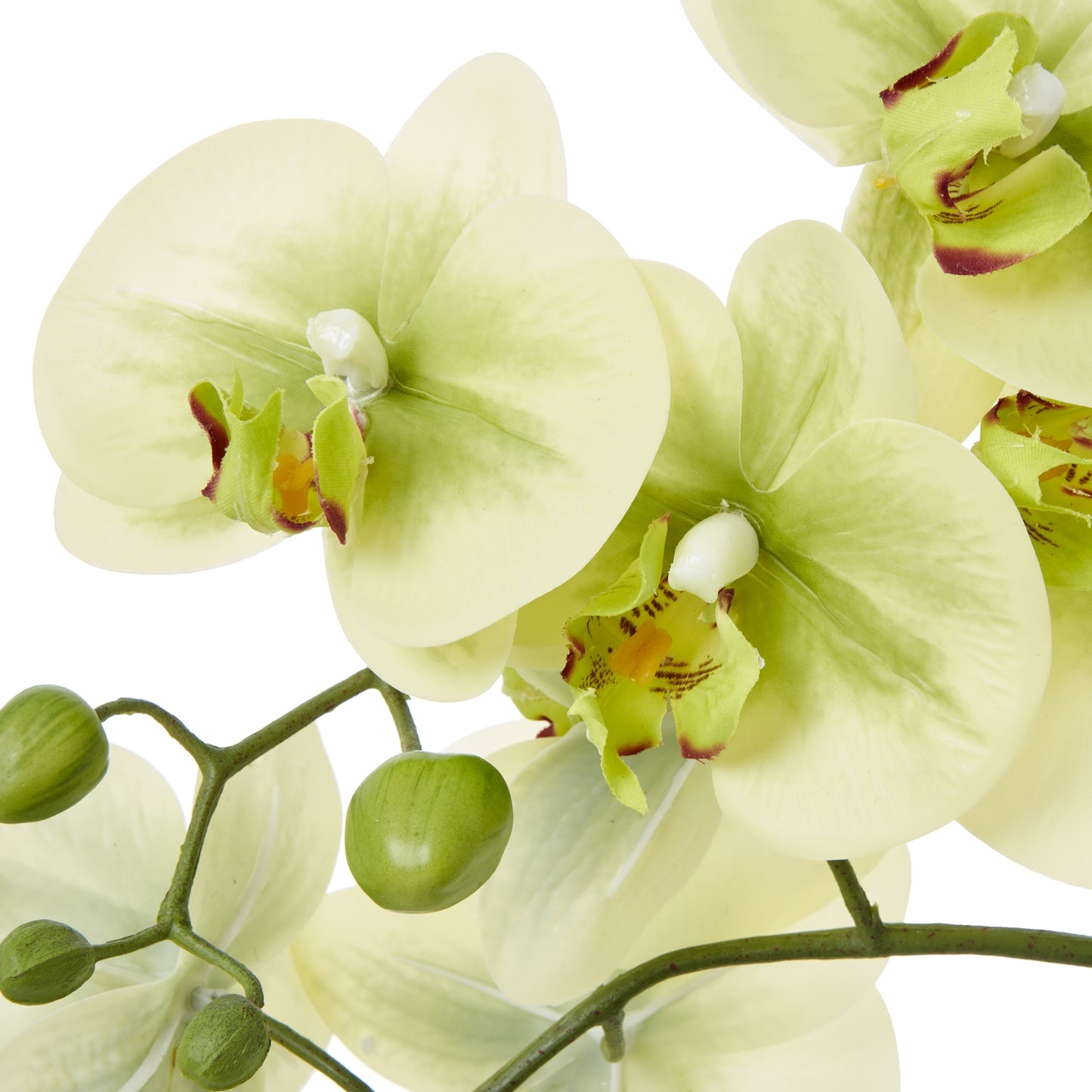 Green Orchid Medium In Ceramic Pot