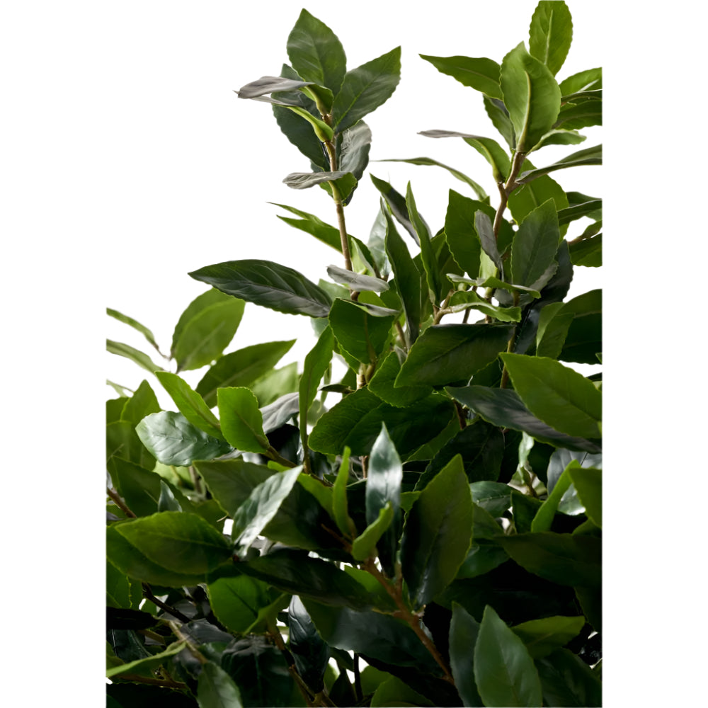 Medium Bay Tree in Pot