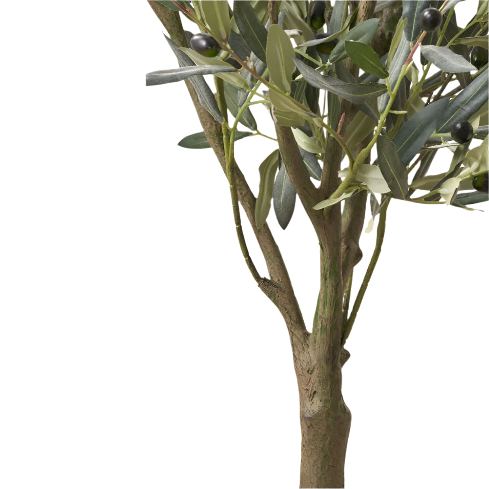 Medium Olive Tree in Pot