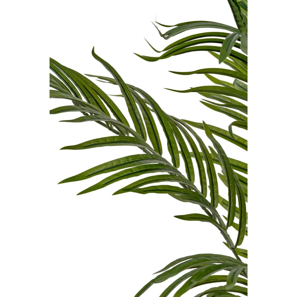 Areca Palm Plant in Pot