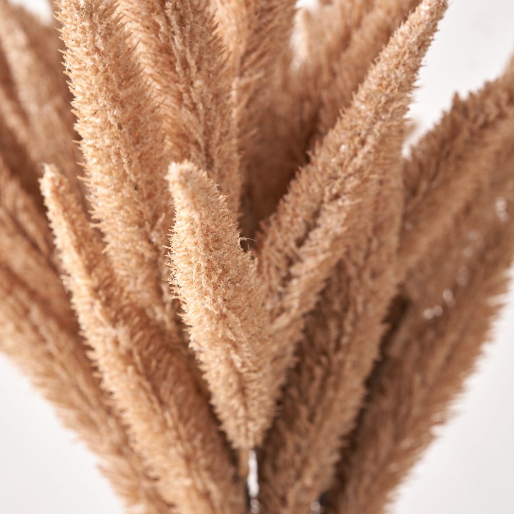 Natural Apricot Foxtail Hand-Tied 3 Stem Bundle Pack of 6