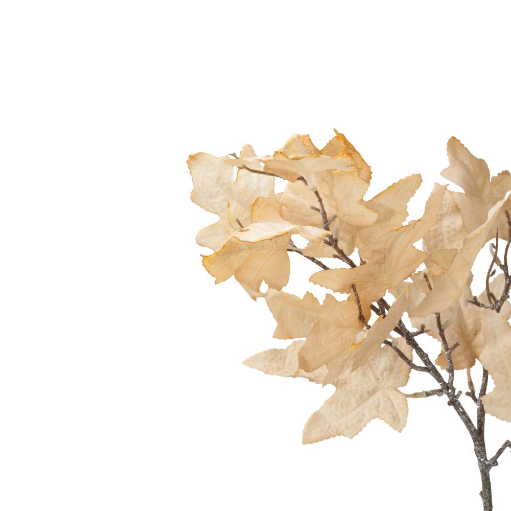 Natural Apricot Maple Leaf Pack of 6