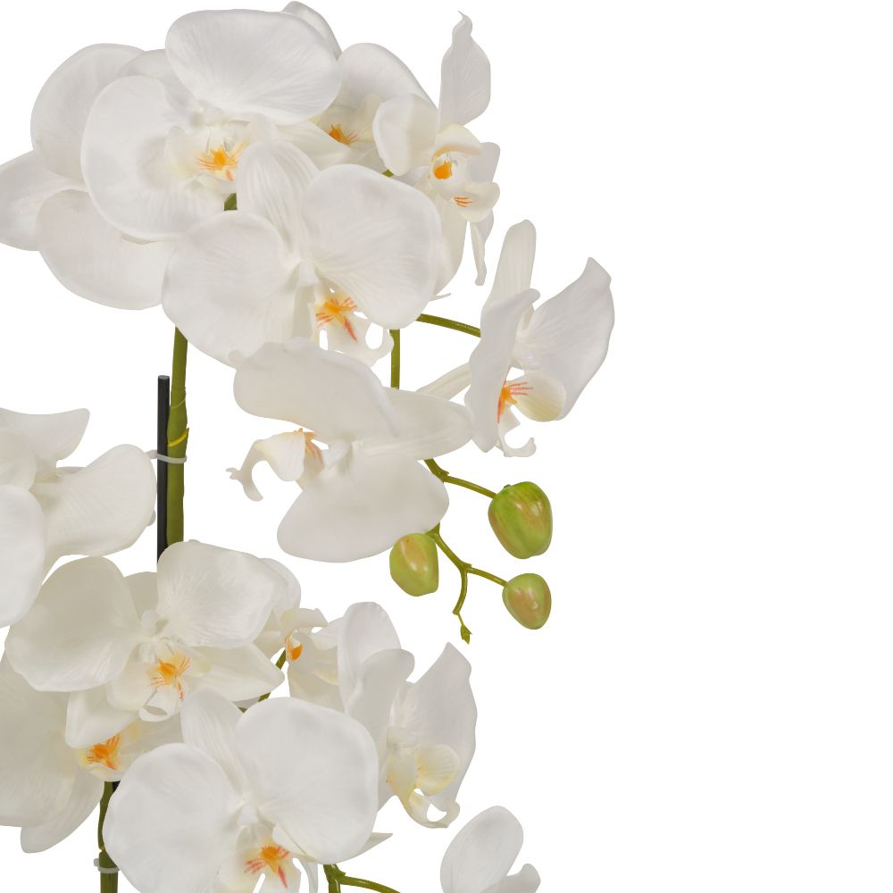 Medium White Orchid in Pot