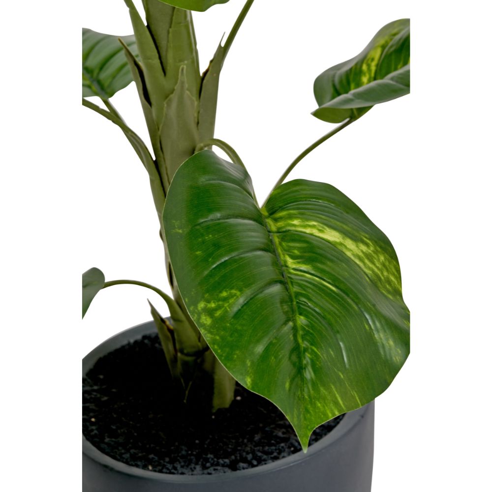 Elephant Ear Plant in Pot