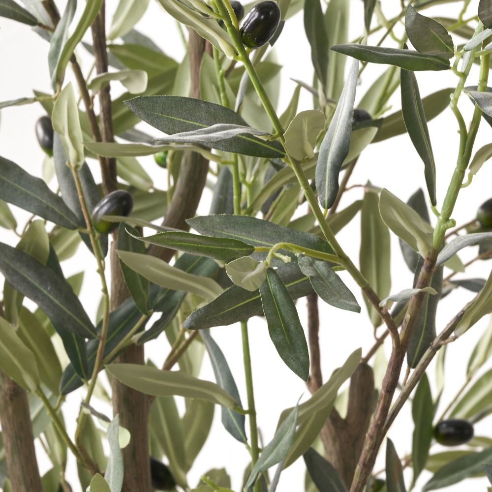 Large Olive Tree in Pot
