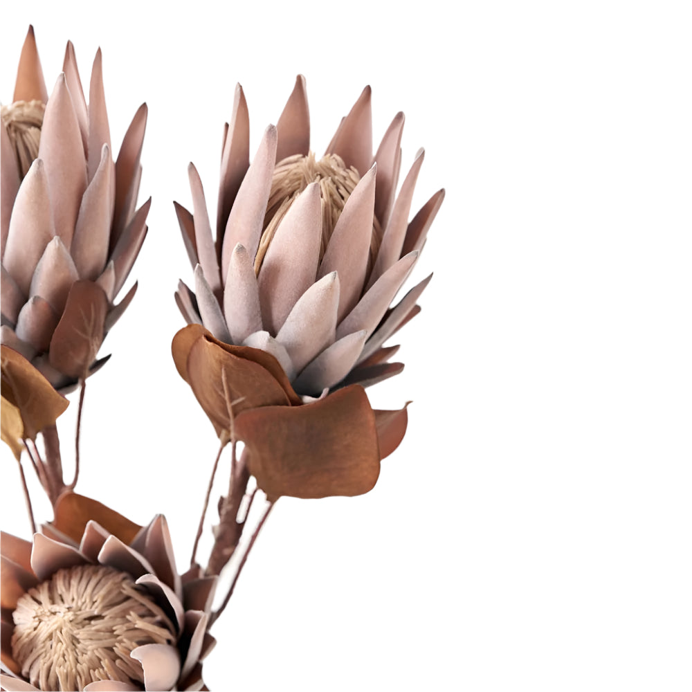 Mulberry Brown Protea Pack of 6