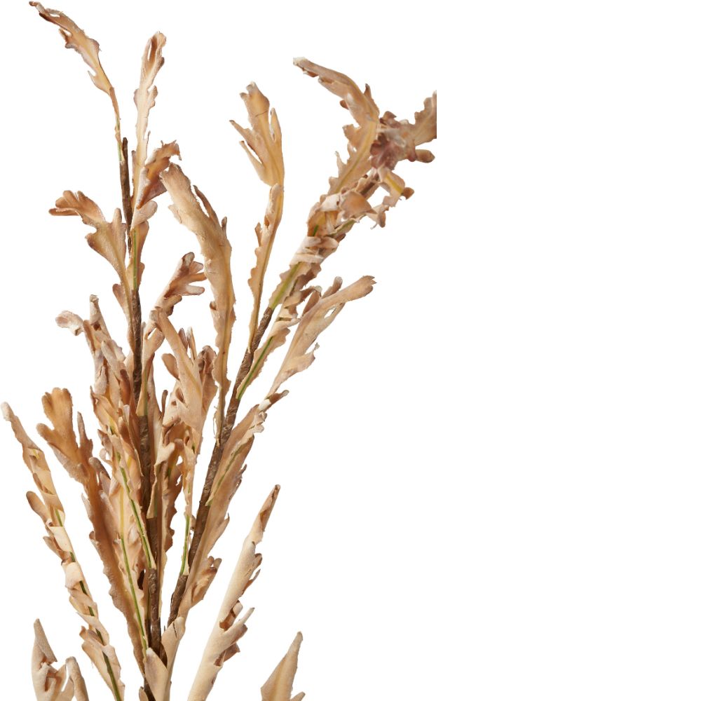 Natural Apricot Dried Flower Bunch
