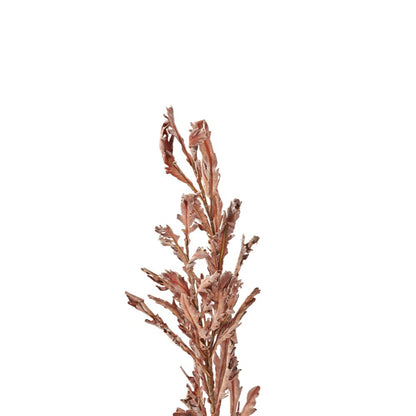 Mulberry Brown Autumn Leaf Pack of 6