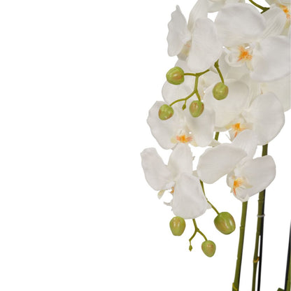 Medium White Orchid in Moss Pot