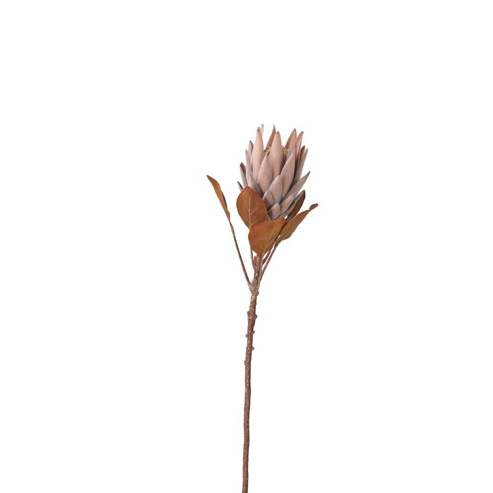 Mulberry Brown Protea Pack of 6
