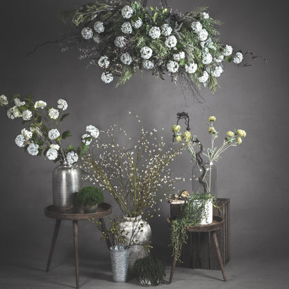 Viburnum Opulus