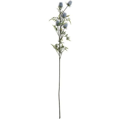 Eryngium Thistle