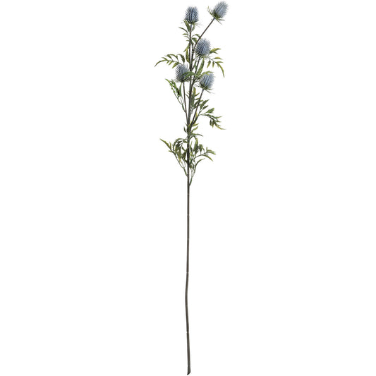 Eryngium Thistle