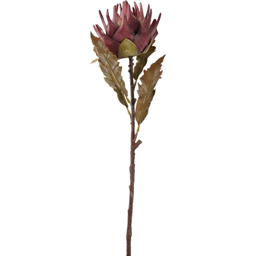 Mulberry Brown Dried Flower Bunch