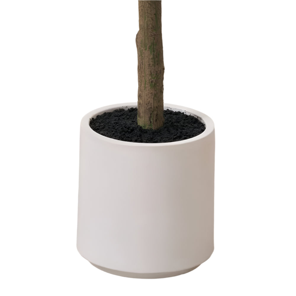 Medium Olive Tree in Pot