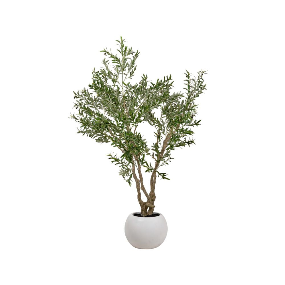 Extra Large Olive Tree in Pot