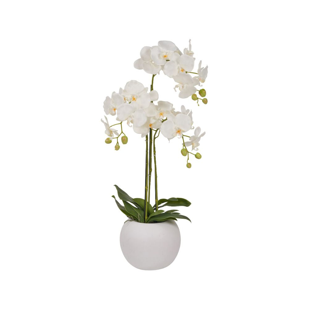 Medium White Orchid in Pot