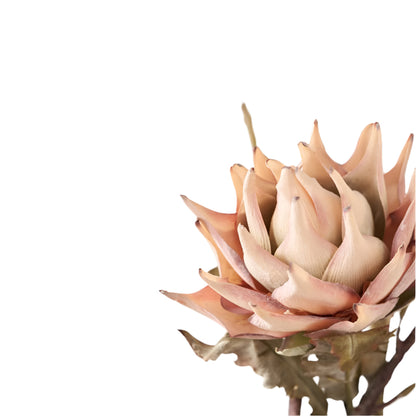 Natural Apricot Dried Flower Bunch