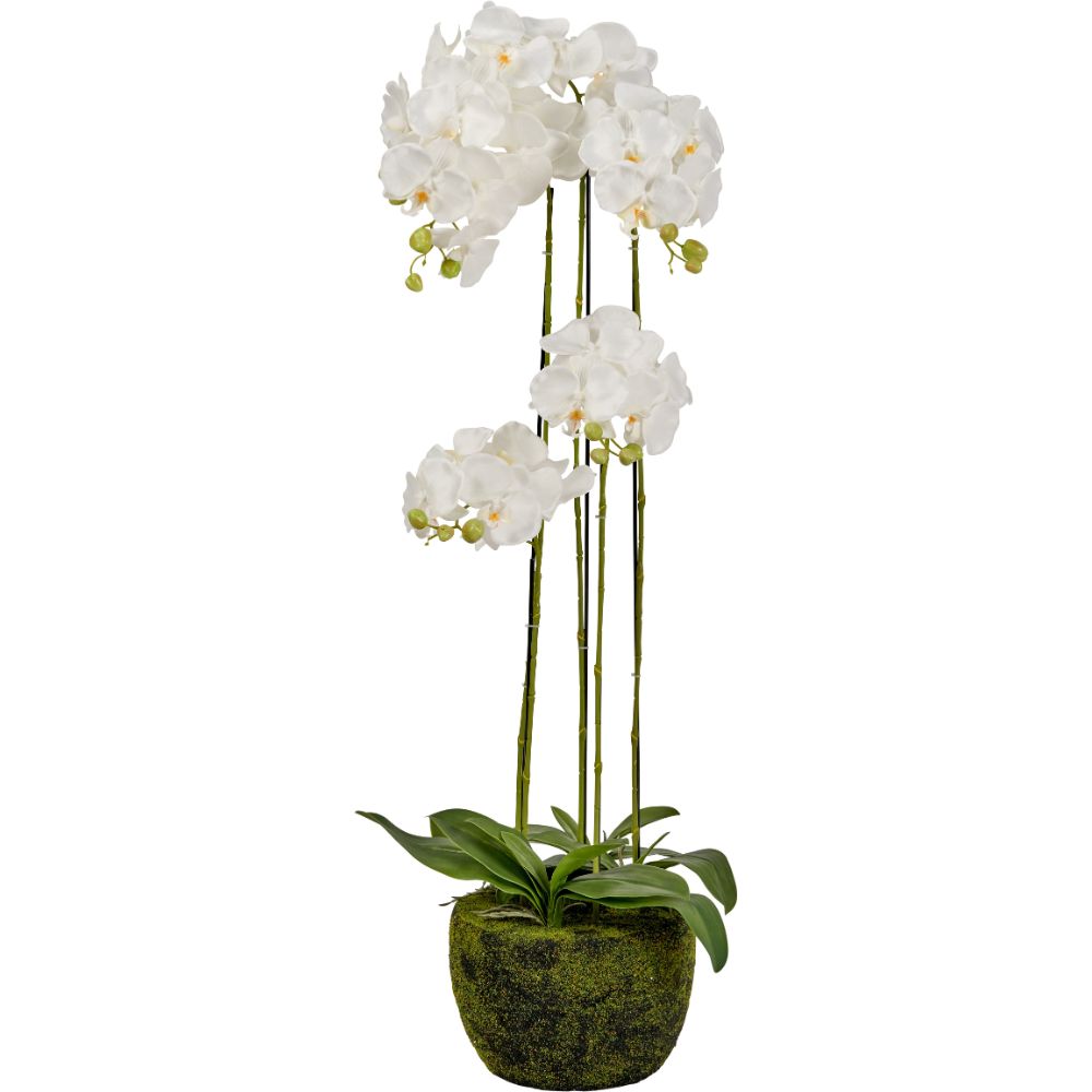 Tall White Orchid in Moss Pot