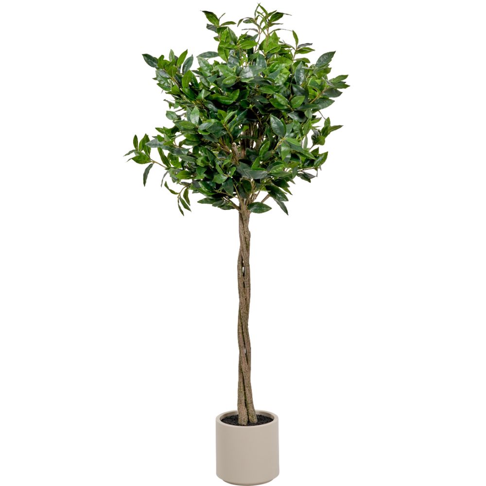 Medium Bay Tree in Pot