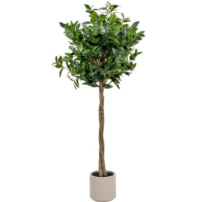 Medium Bay Tree in Pot