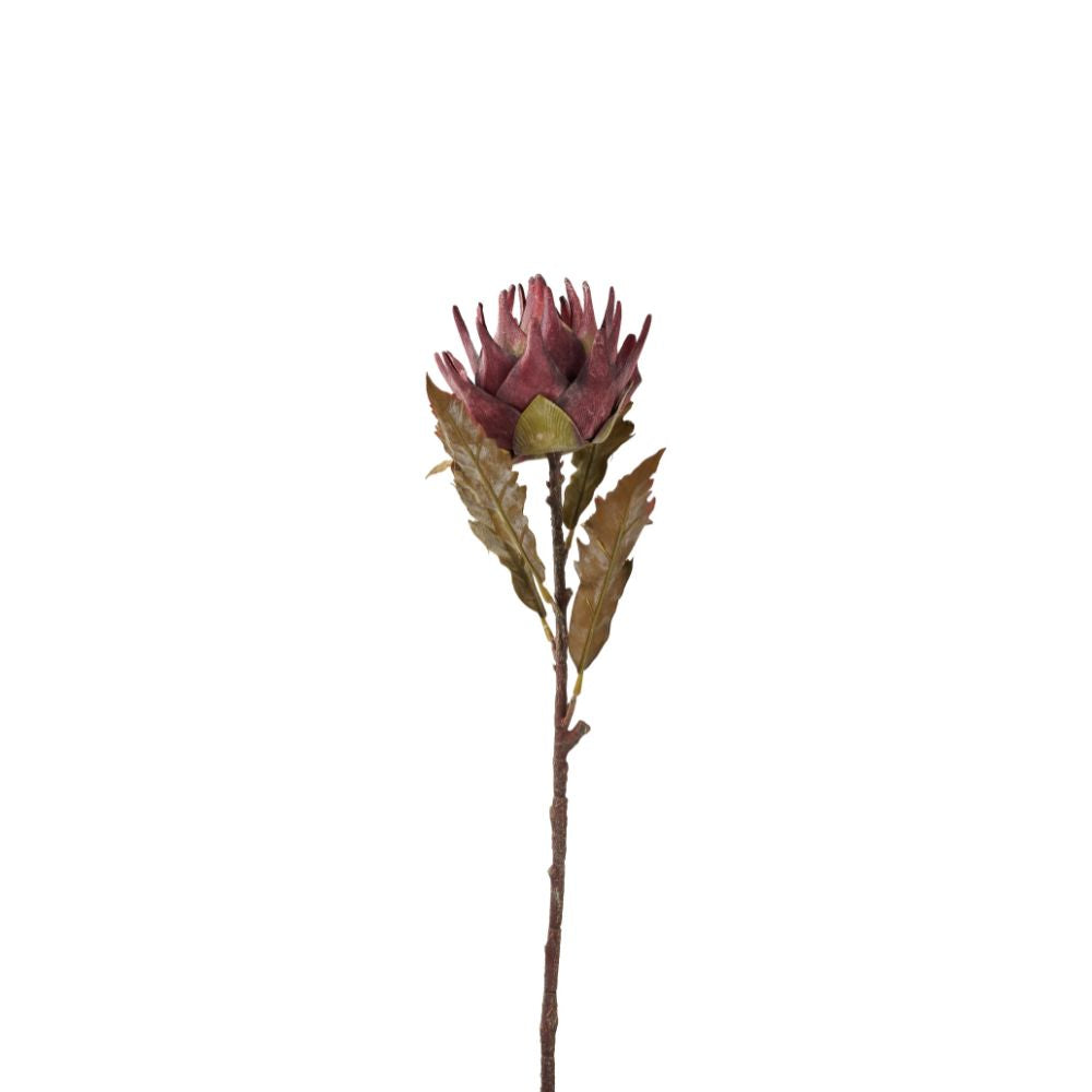 Mulberry Lotus Pack of 6