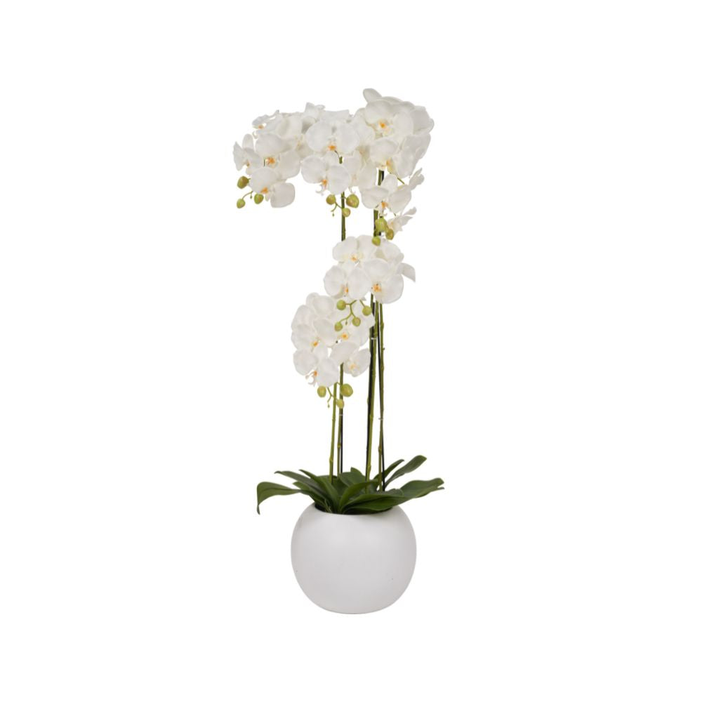 Tall White Orchid in Pot