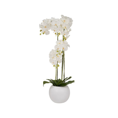 Tall White Orchid in Pot