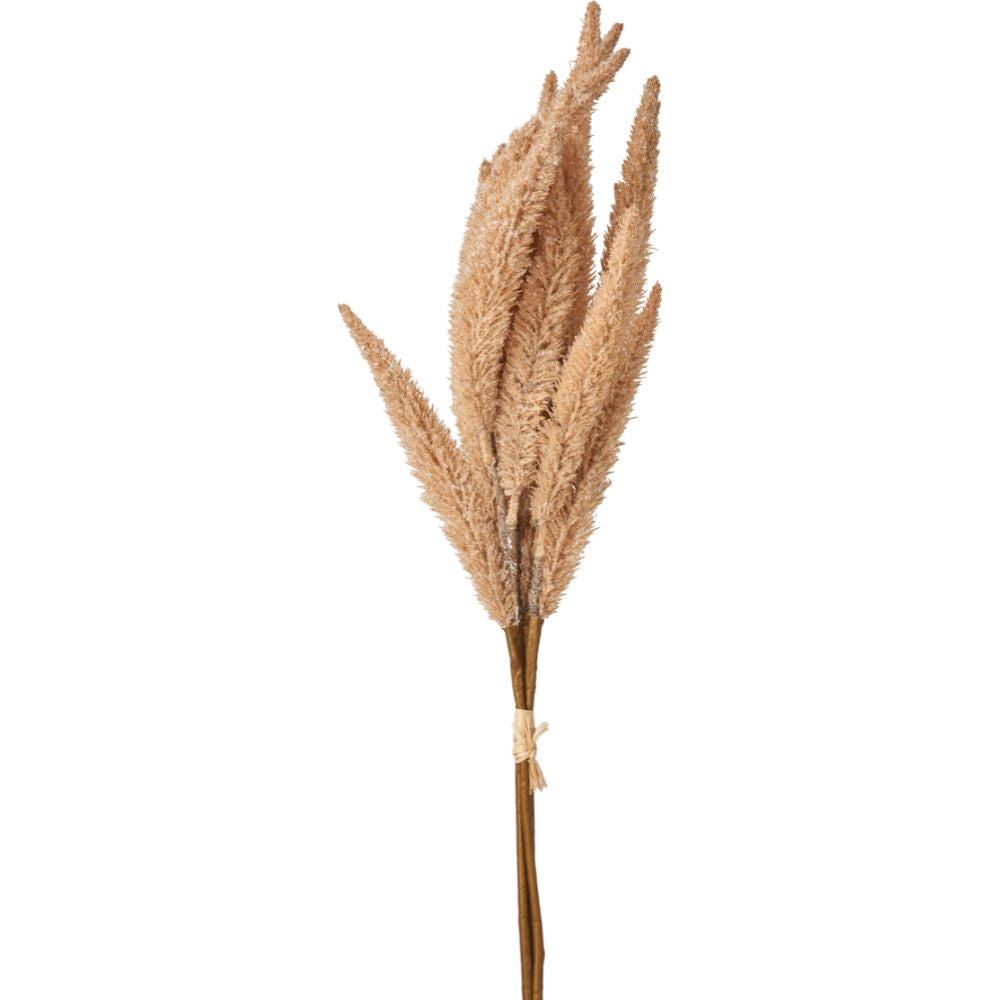 Natural Apricot Foxtail Hand-Tied 3 Stem Bundle Pack of 6