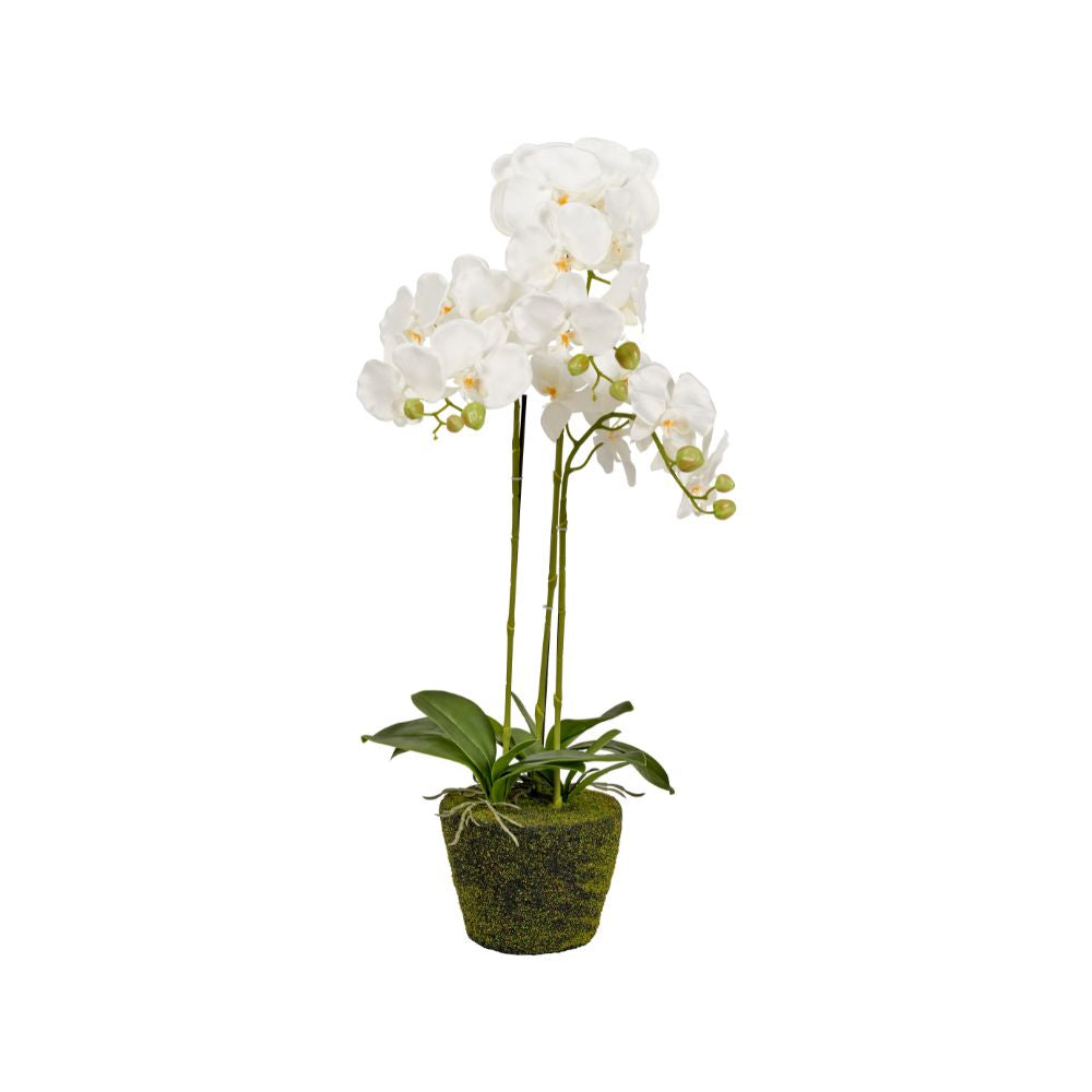 Medium White Orchid in Moss Pot