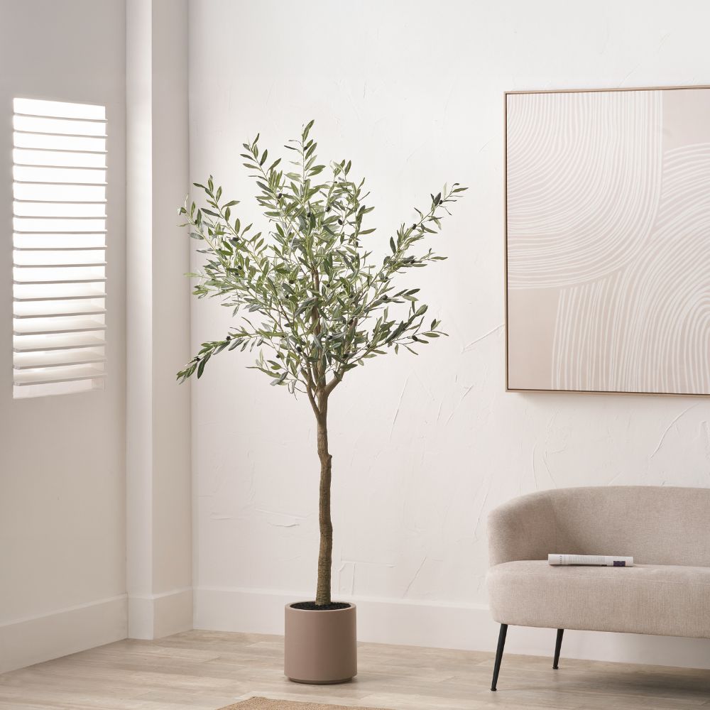 Large Olive Tree in Pot