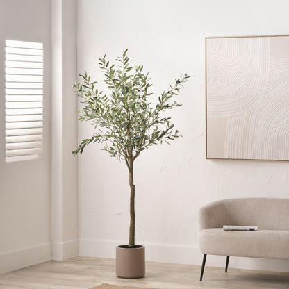 Large Olive Tree in Pot