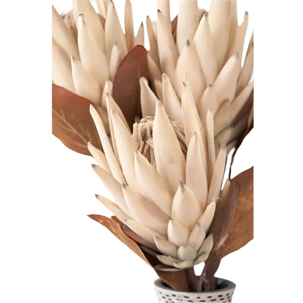 Natural Apricot Protea Pack of 6
