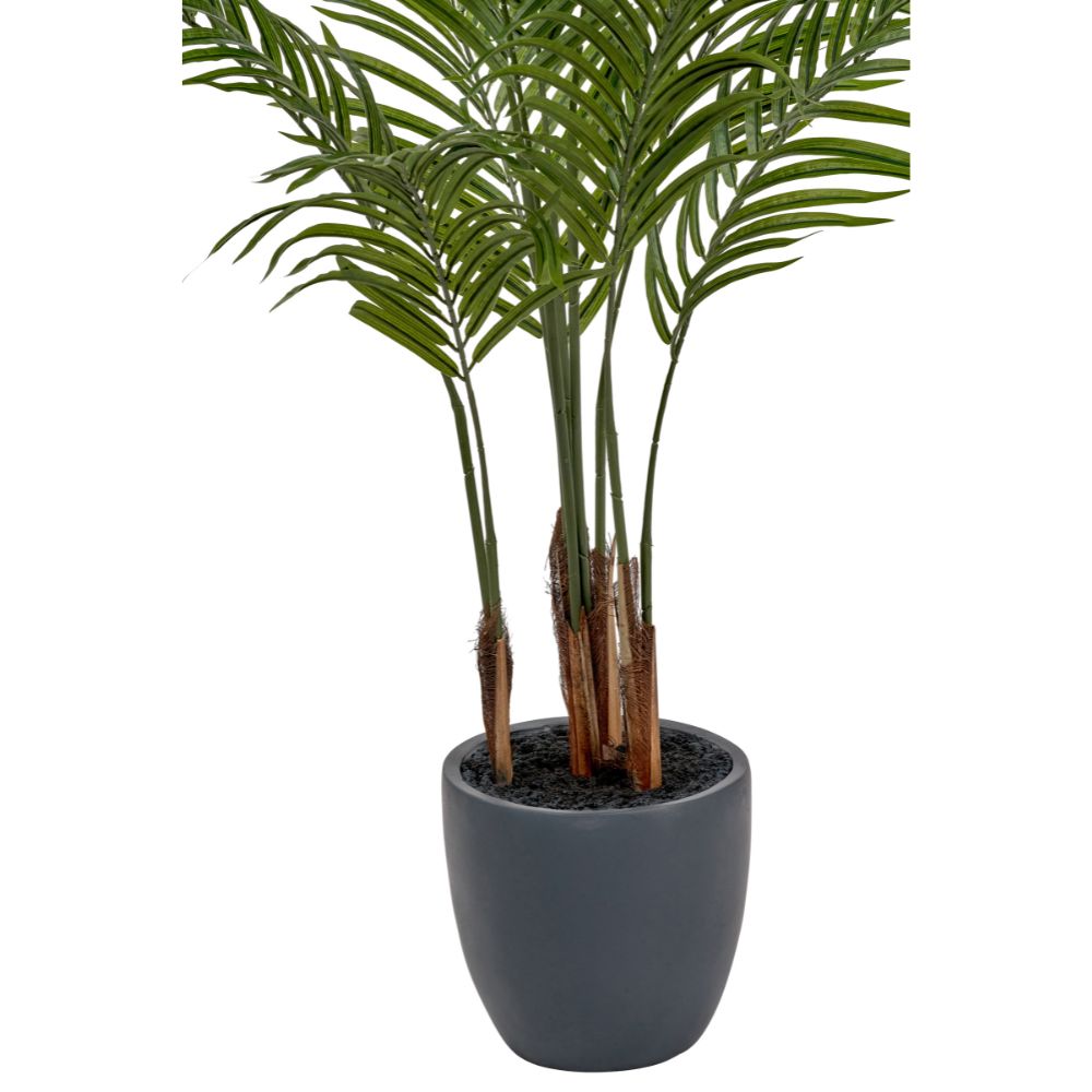 Areca Palm Plant in Pot