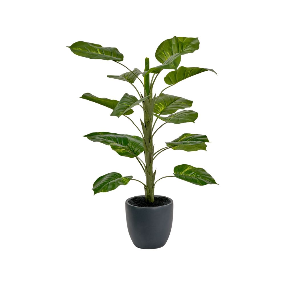 Elephant Ear Plant in Pot