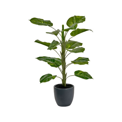 Elephant Ear Plant in Pot