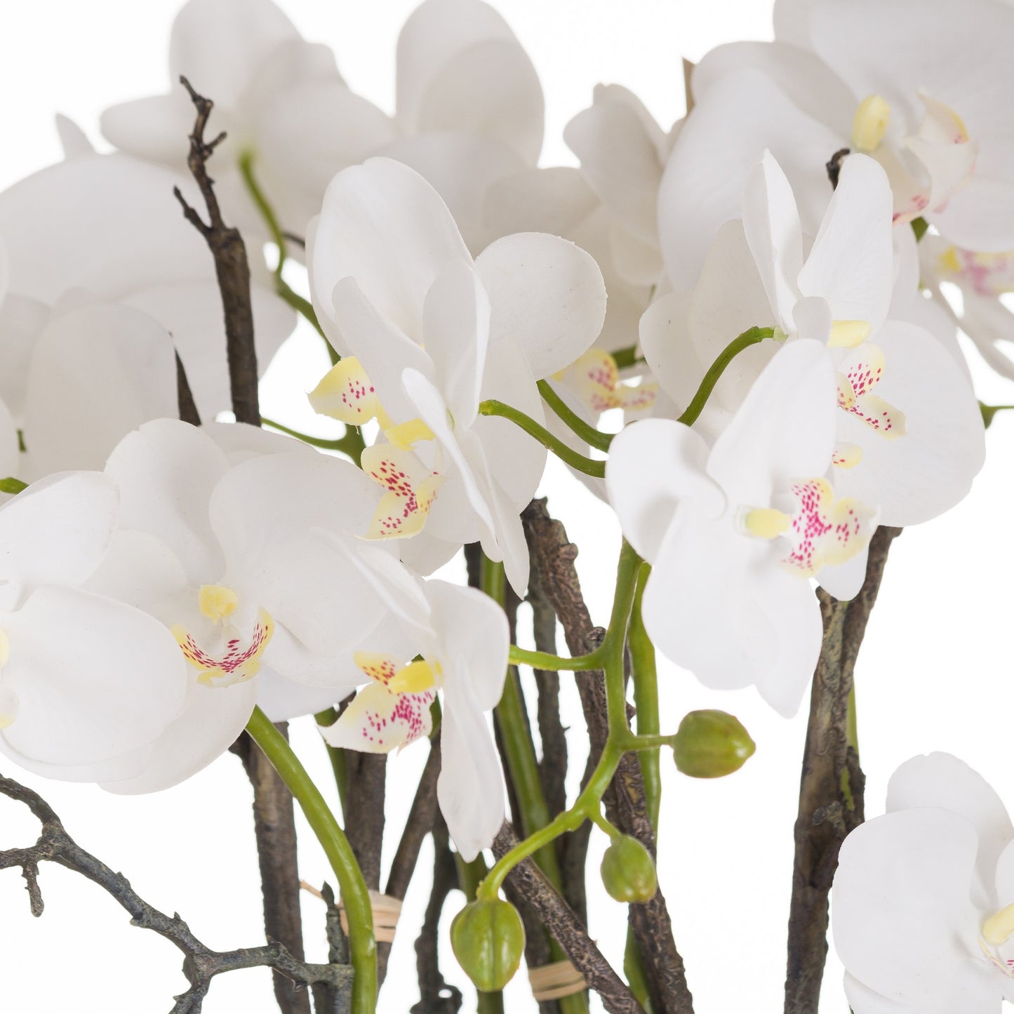 Stone Potted Large Orchid With Roots