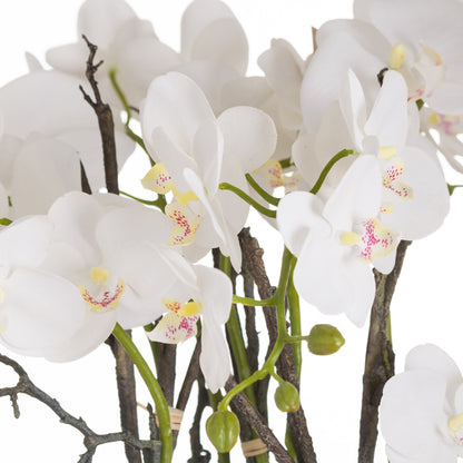 Stone Potted Large Orchid With Roots