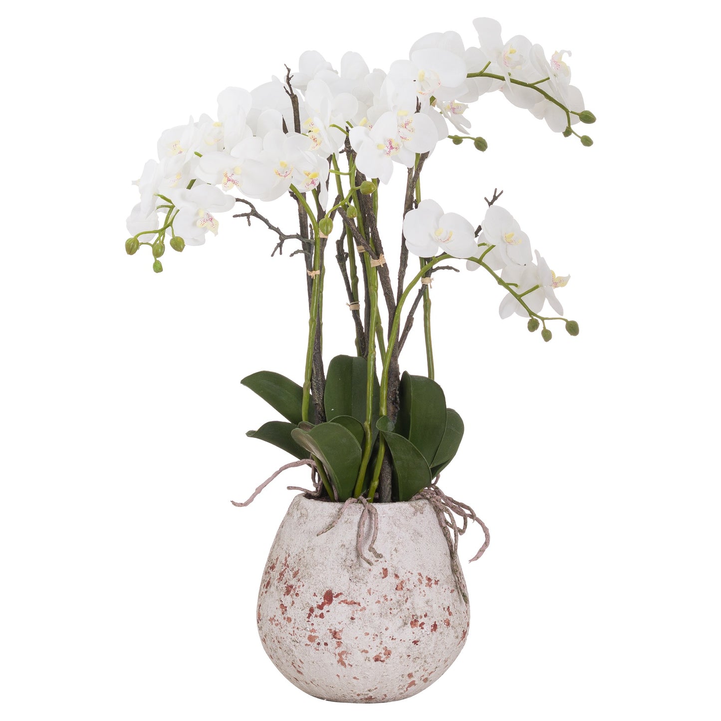 Stone Potted Large Orchid With Roots