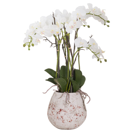 Stone Potted Large Orchid With Roots